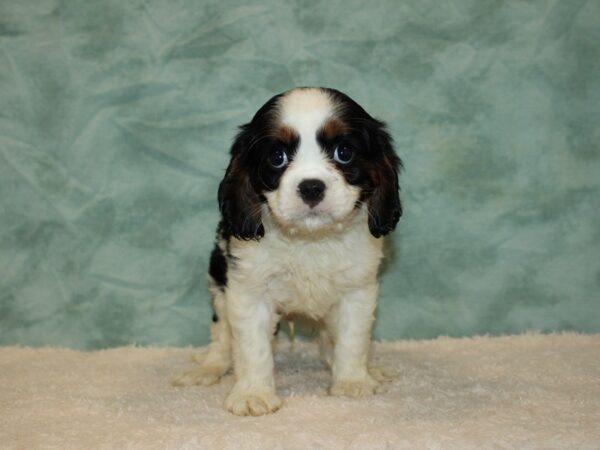 Cavalier King Charles Spaniel DOG Male Tri 9464 Petland Dalton, Georgia