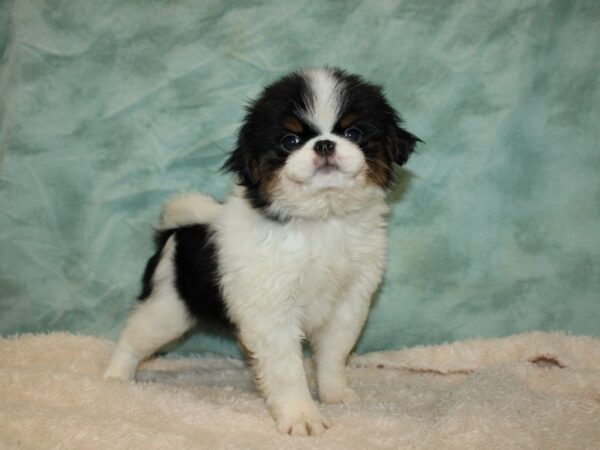 Japanese Chin DOG Female Blk & wh 9466 Petland Dalton, Georgia