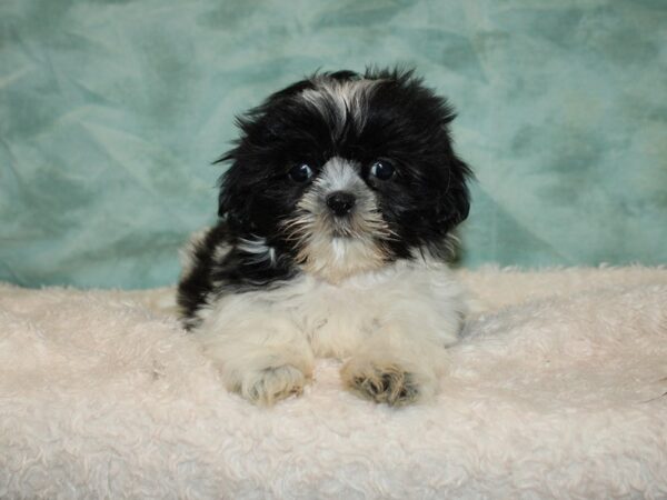 Shih Tzu DOG Female Black & White 9468 Petland Dalton, Georgia