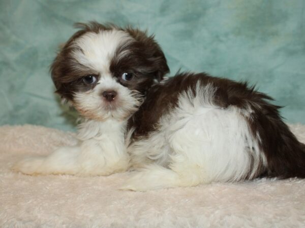 Shih Tzu DOG Male Chocolate & White 20421 Petland Dalton, Georgia