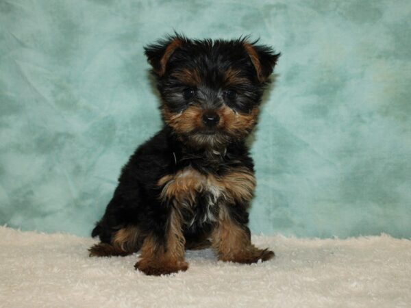 Yorkshire Terrier DOG Male Blk & Wh 9463 Petland Dalton, Georgia