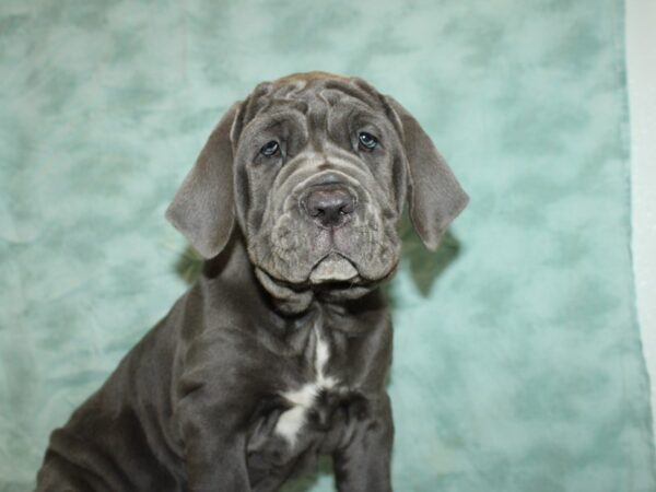 Neapolitan Mastiff DOG Female Blue 20424 Petland Dalton, Georgia