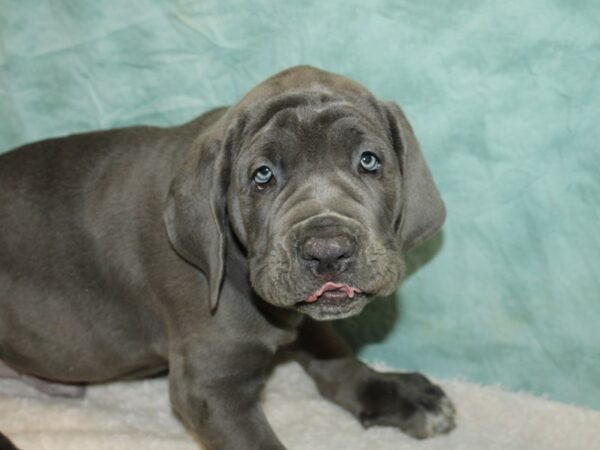 Neapolitan Mastiff DOG Male Blue 9467 Petland Dalton, Georgia