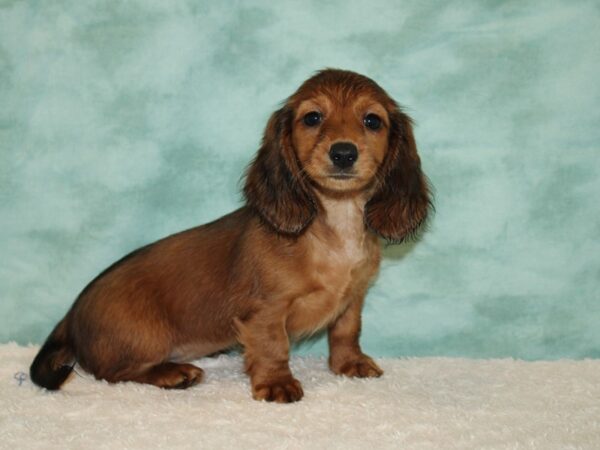 Dachshund DOG Female red 20435 Petland Dalton, Georgia