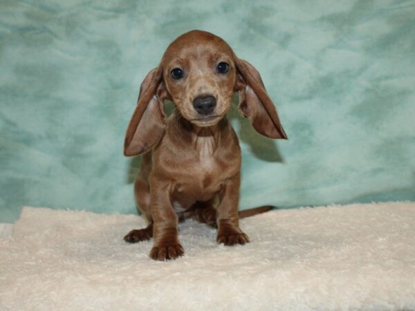 Dachshund DOG Female Isabella 20436 Petland Dalton, Georgia