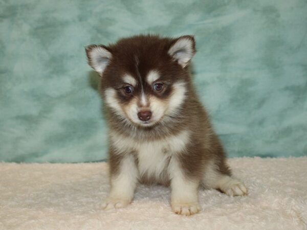 Pomsky DOG Female Red / White 20433 Petland Dalton, Georgia