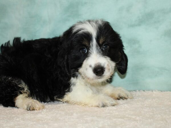 Miniature Bernedoodle 2nd Gen-DOG-Male-Tri-Colored-20432-Petland Dalton, Georgia