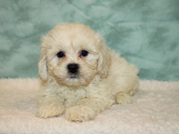 Teddy Bear-DOG-Male-White-9471-Petland Dalton, Georgia