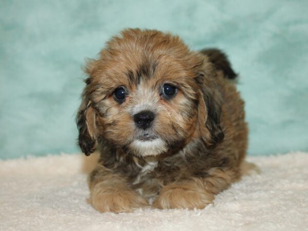 Teddy Bear DOG Female Brown 20431 Petland Dalton, Georgia