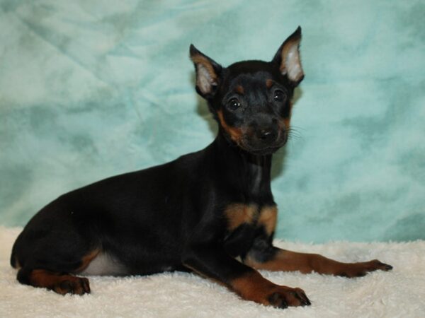 Miniature Pinscher DOG Female Black / Tan 9474 Petland Dalton, Georgia