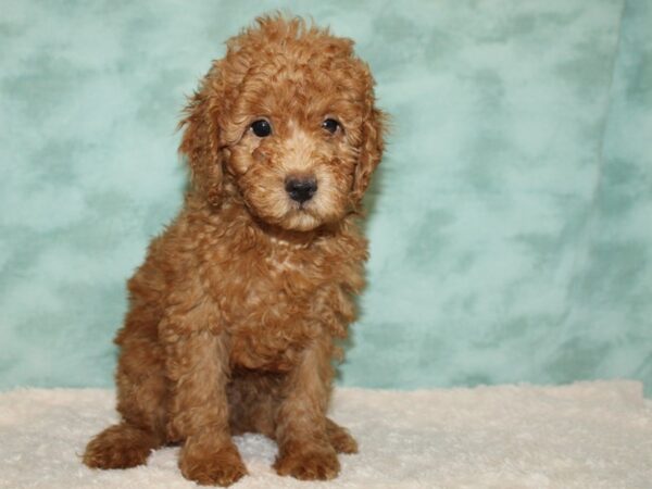 Goldendoodle Mini F1b-DOG-Male-Red-20434-Petland Dalton, Georgia