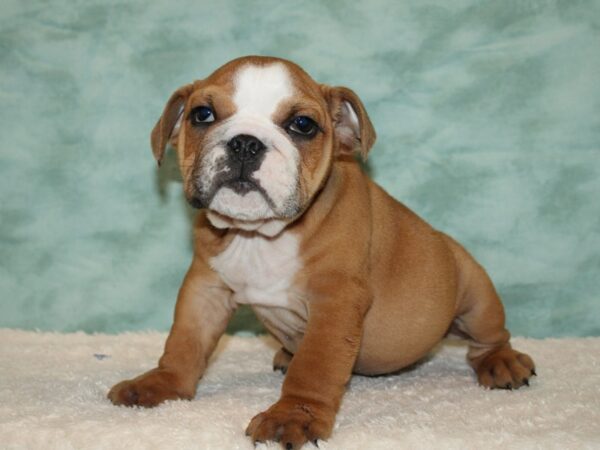 English Bulldog DOG Male Red fawn 20437 Petland Dalton, Georgia