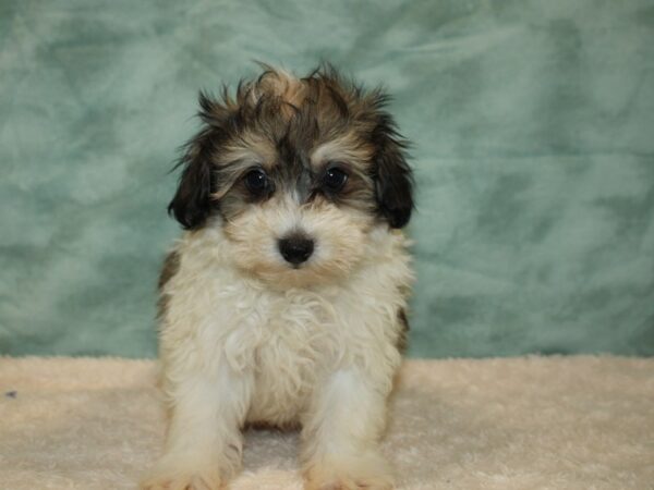 Pomapoo DOG Male tri color 20440 Petland Dalton, Georgia