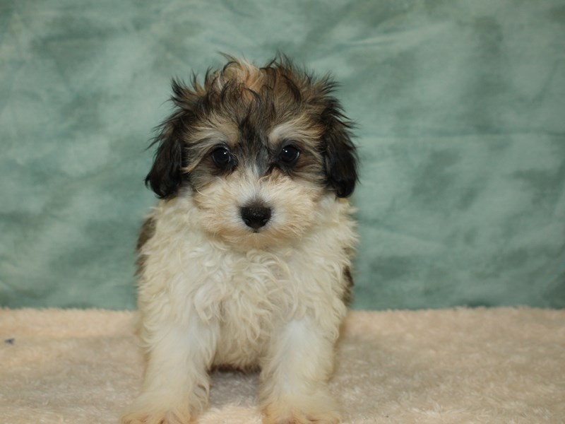 Pomapoo-Male-tri color-3743754-Petland Dalton