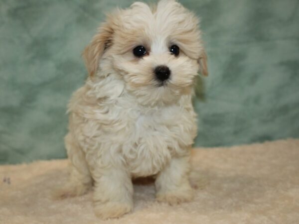 Maltipoo DOG Male cream 20439 Petland Dalton, Georgia