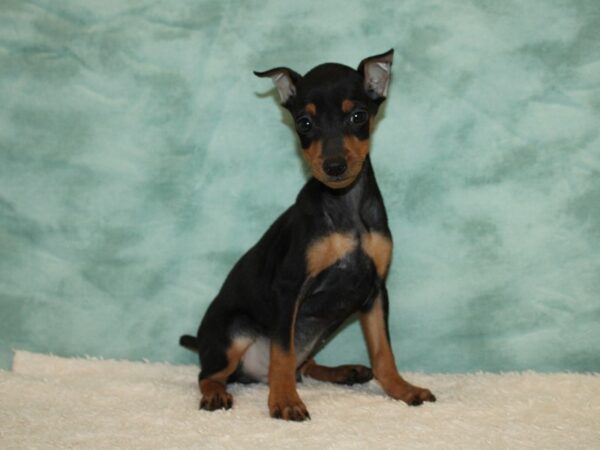 Miniature Pinscher DOG Male blk & rust 20442 Petland Dalton, Georgia