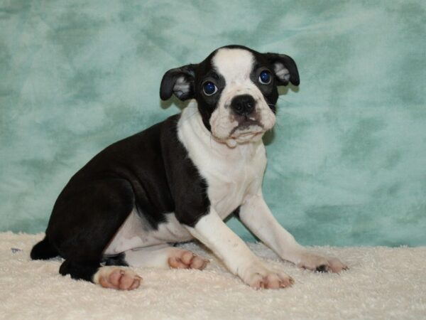 Boston Terrier DOG Female Blk & wh 20444 Petland Dalton, Georgia