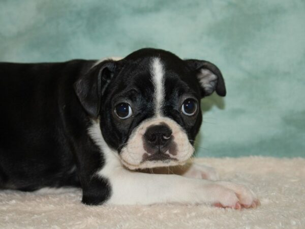 Boston Terrier DOG Male Blk & wh 9478 Petland Dalton, Georgia