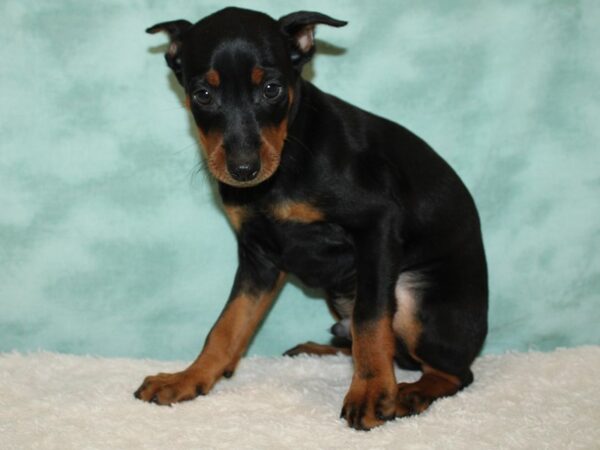 Miniature Pinscher DOG Male Black / Tan 20430 Petland Dalton, Georgia