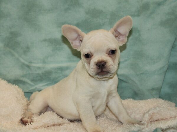 French Bulldog DOG Female Cream 20452 Petland Dalton, Georgia