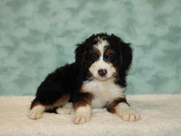 Bernedoodle F1B DOG Male Tri-Colored 20456 Petland Dalton, Georgia