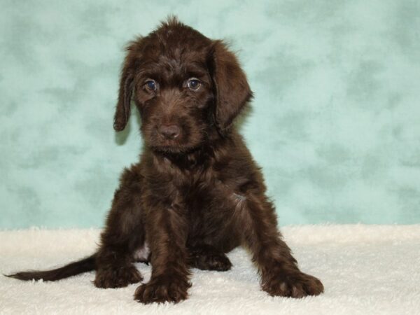 Labradoodle DOG Female Chocolate 20455 Petland Dalton, Georgia