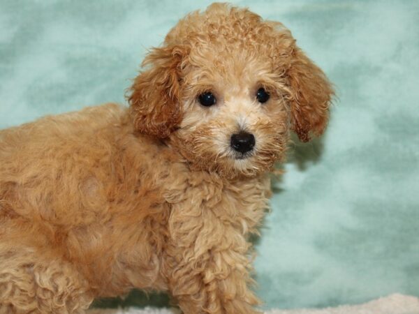 Poodle DOG Female Apricot 20447 Petland Dalton, Georgia