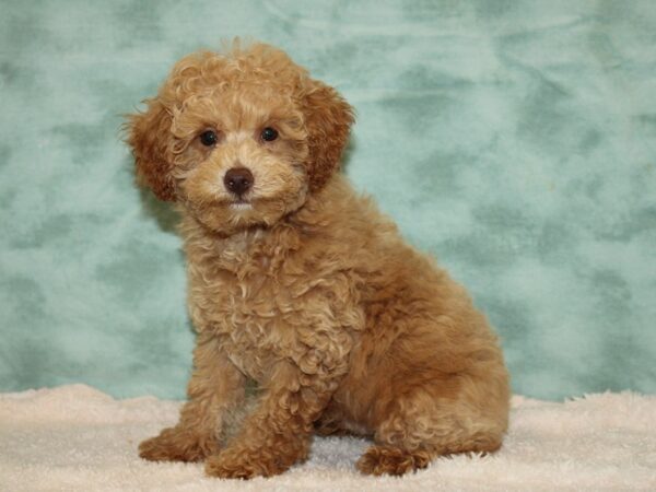 Poodle DOG Male Apricot 20448 Petland Dalton, Georgia