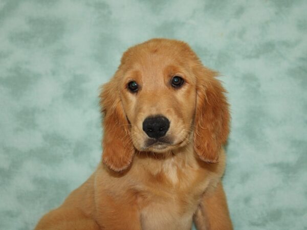 Golden Retriever DOG Male Golden 20446 Petland Dalton, Georgia