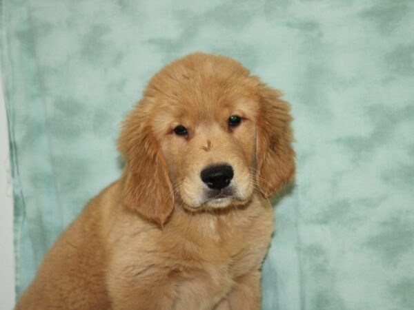 Golden Retriever DOG Female Golden 20445 Petland Dalton, Georgia