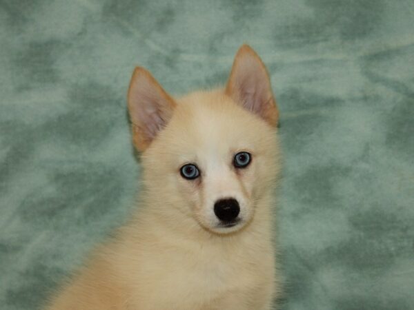 Pomsky-DOG-Male-Cream-20449-Petland Dalton, Georgia