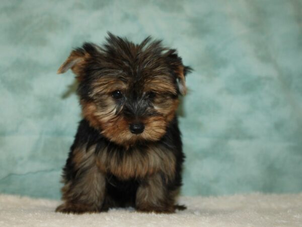 Yorkshire Terrier DOG Male Black & Tan 20460 Petland Dalton, Georgia