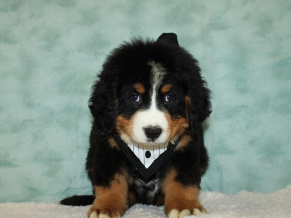 Bernese Mountain Dog-DOG-Male-black, white, and tan-20457-Petland Dalton, Georgia