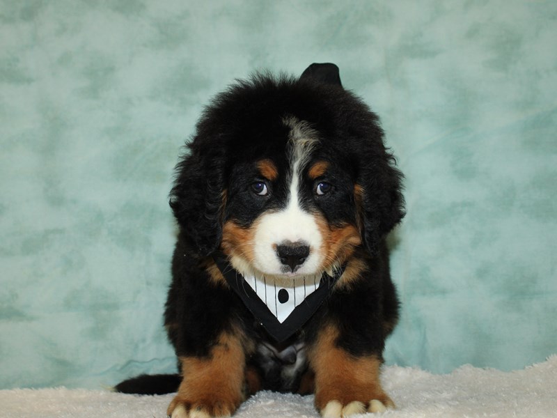 Bernese Mountain Dog-Male-black, white, and tan-3760914-Petland Dalton