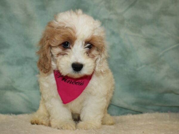 Comfort Goldendoodle DOG Female 20459 Petland Dalton, Georgia