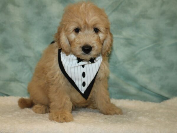 Comfort Goldendoodle DOG Male 20458 Petland Dalton, Georgia