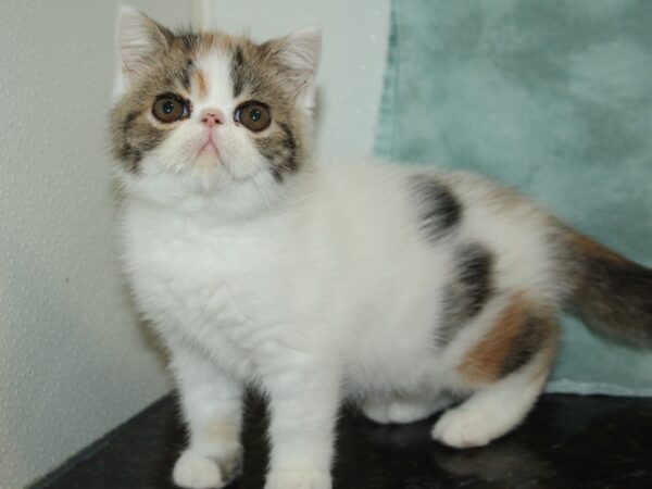 Exotic Short Hair-CAT-Female-Dilute Calico-20470-Petland Dalton, Georgia