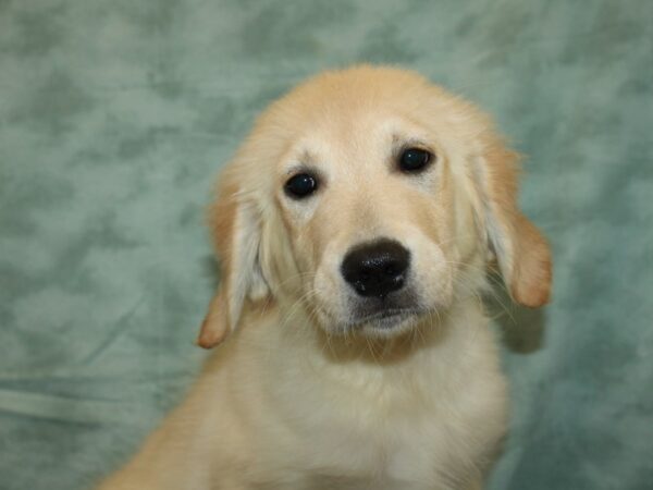 Golden Retriever DOG Female Cream 9491 Petland Dalton, Georgia