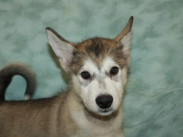 Alaskan Malamute-DOG-Male-Gray / White-20468-Petland Dalton, Georgia