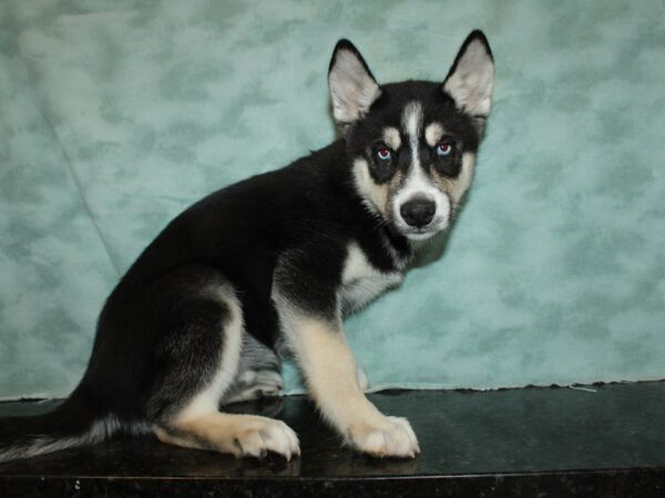 Siberian Husky DOG Male Black / White 20469 Petland Dalton, Georgia