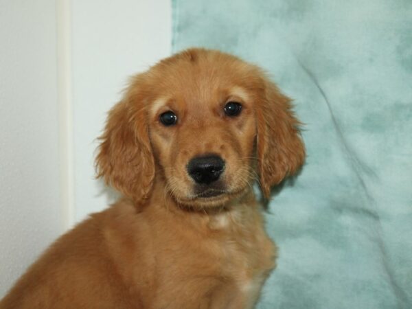 Golden Retriever DOG Male Golden 9492 Petland Dalton, Georgia