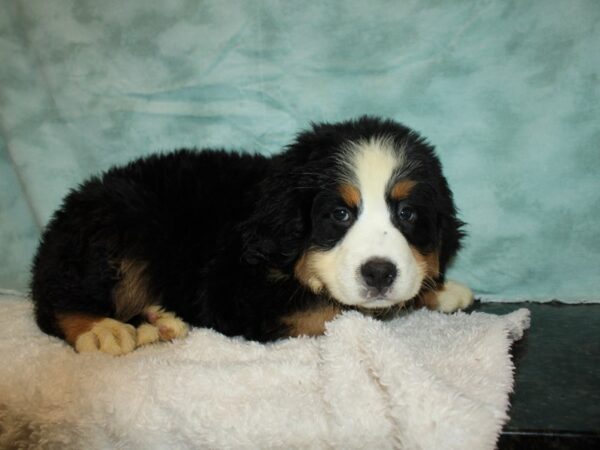 Bernese Mountain Dog DOG Female tri 9502 Petland Dalton, Georgia