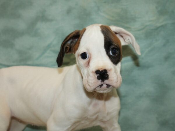 Boxer-DOG-Female-White-9485-Petland Dalton, Georgia