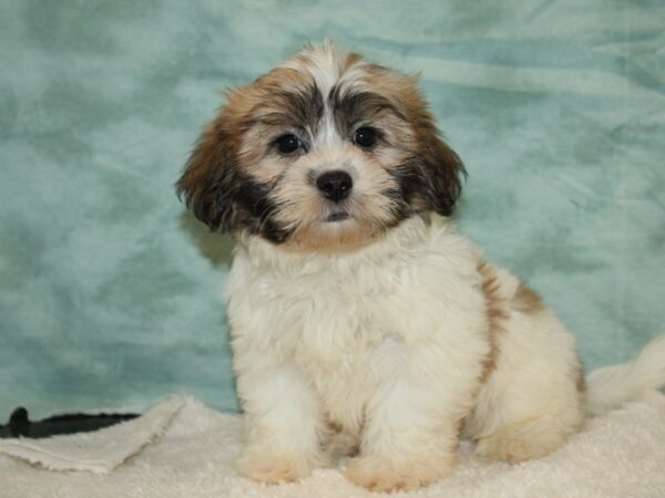 Teddy Bear-DOG-Male-Brown / White-20472-Petland Dalton, Georgia