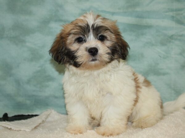 Teddy Bear DOG Male Brown / White 20472 Petland Dalton, Georgia