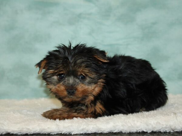 Yorkshire Terrier DOG Female Black / Tan 9490 Petland Dalton, Georgia