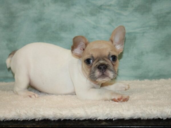 French Bulldog-DOG-Female-Fawn & white-9496-Petland Dalton, Georgia