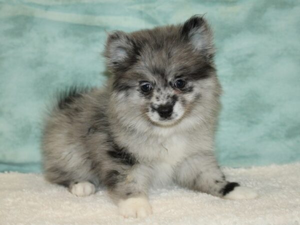 Pomeranian DOG Male Blue merle 20473 Petland Dalton, Georgia