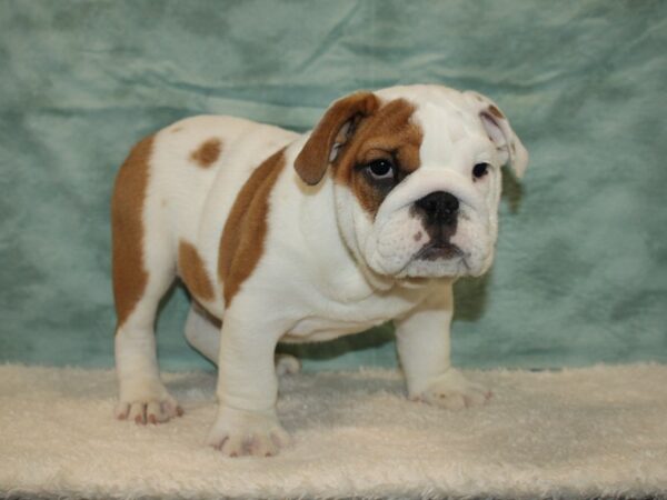 English Bulldog-DOG-Male-red fawn & white-20477-Petland Dalton, Georgia