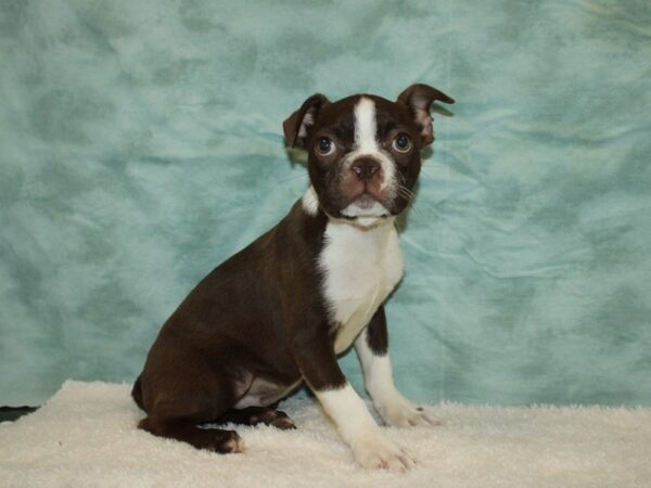 Boston Terrier DOG Male red seal 20407 Petland Dalton, Georgia